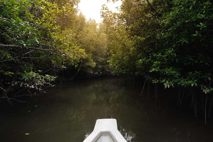 Langkawi: Kilim Geopark Mangrove Tour with Eagle Watching - Guide style and the level of explanation