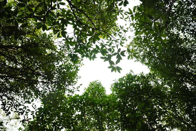 Langkawi: Kilim Geopark Mangrove Tour with Eagle Watching - Is $19 good value for three hours?