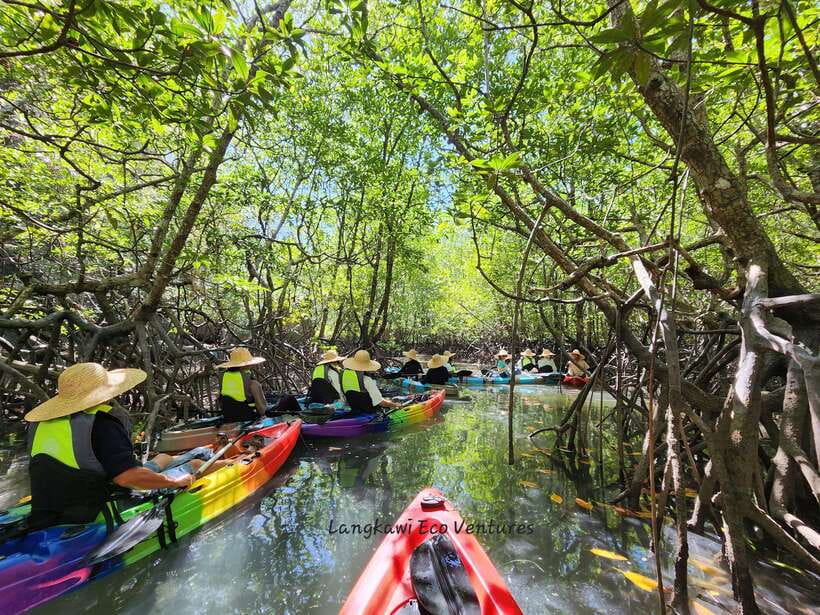 Langkawi : Kilim Mangrove Boat & Fun Kayak Tour with Lunch - Starting at Kilim Geoforest Park