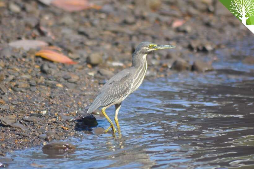 Langkawi: Kilim Mangrove Boat Tour with Lunch and Pickup - Should you book the Kilim mangrove tour?