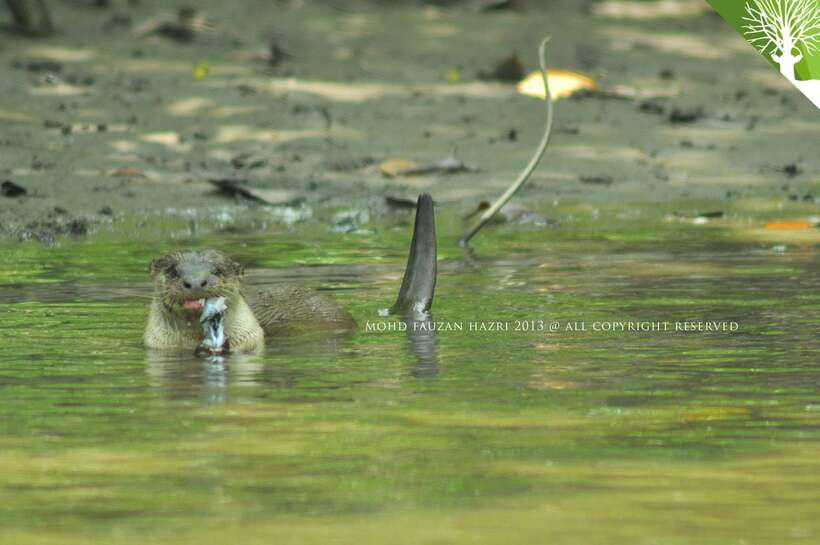 Langkawi: Kilim Mangrove Boat Tour with Lunch and Pickup - Mangrove channels, limestone, and tidal life