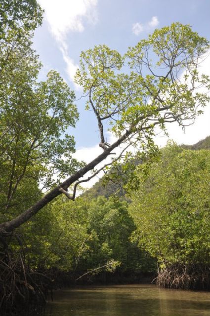 Langkawi: Kilim Mangrove Boat Tour with Lunch and Pickup - Small creatures and the value of a real guide