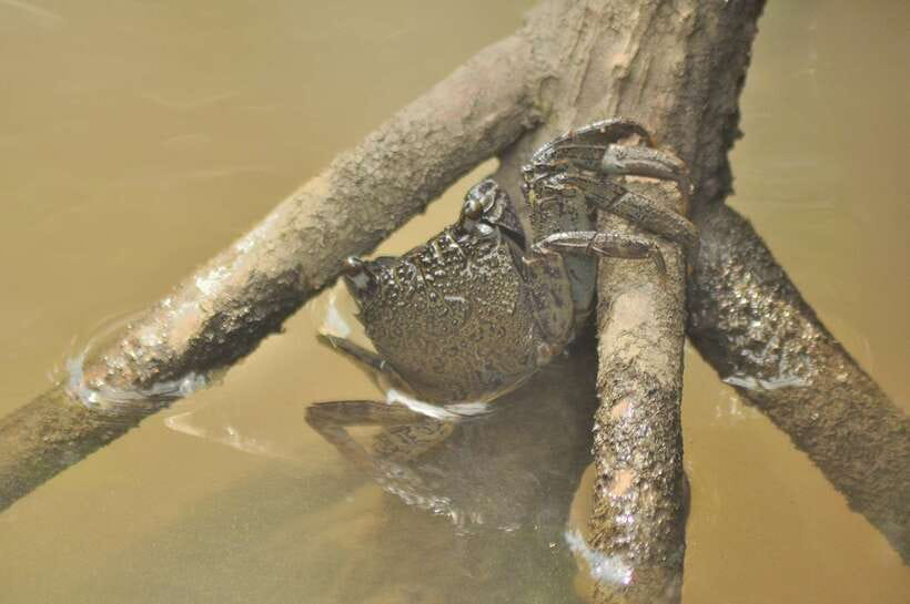 Langkawi: Kilim Mangrove Boat Tour with Lunch and Pickup - The 30-minute beach stop
