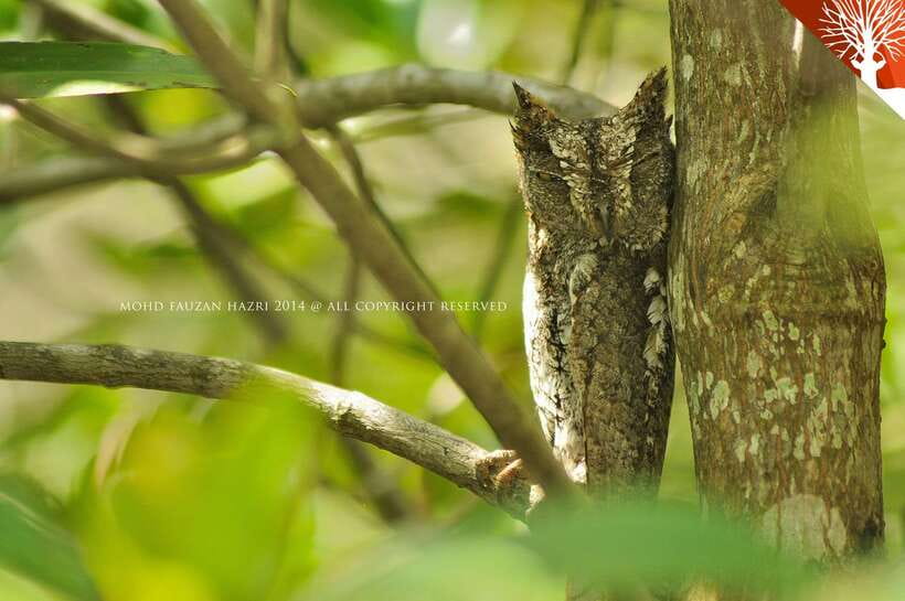Langkawi: Kilim Mangrove Boat Tour with Lunch and Pickup - What the $47 price really covers