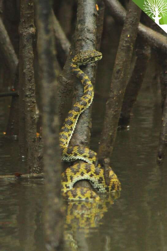 Langkawi: Kilim River Mangrove Safari Kayaking Tour - Why kayaking makes the Kilim mangroves special