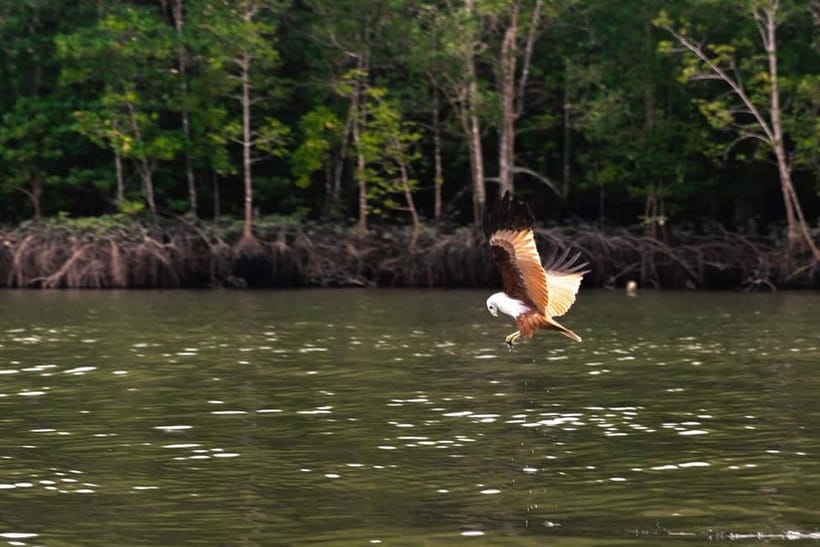 Langkawi Mangrove Group Boat Tour - Key points at a glance