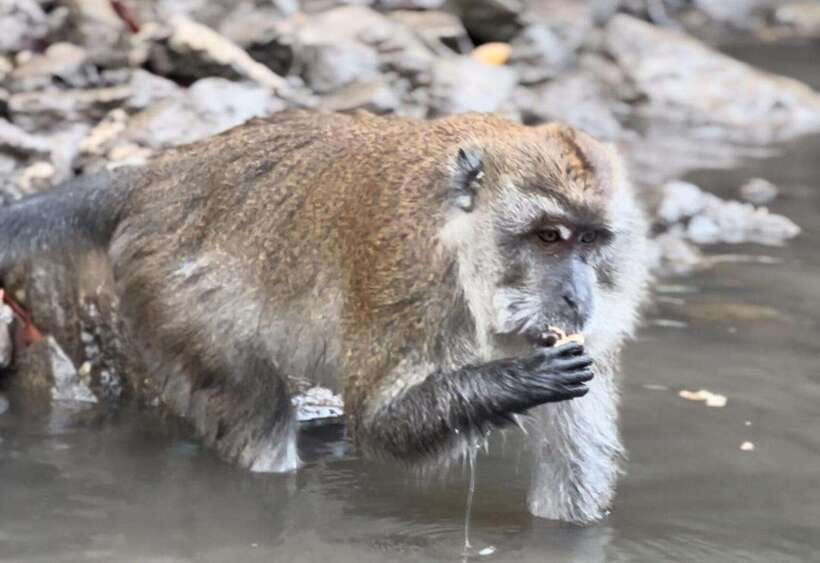 Langkawi Mangrove Monkey Package - A close look at the Kilim mangrove cruise