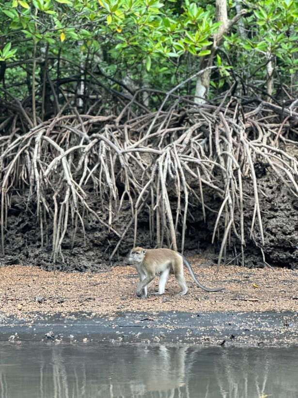 Langkawi Mangrove Monkey Package - What $37 buys you