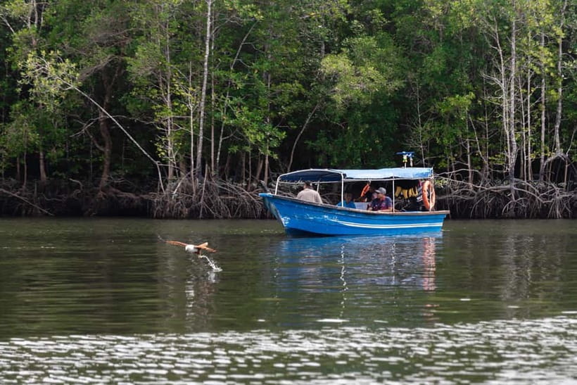 Langkawi: Mangrove River Cruise Sharing 3 Hours - The first thrill: Langkawi’s eagle area