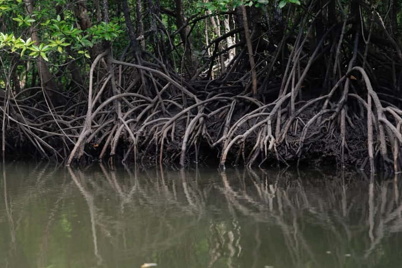 Langkawi: Mangrove River Cruise Sharing 3 Hours - The Monkey Area and close wildlife encounters