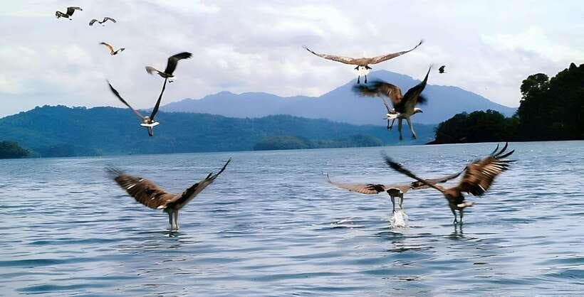Langkawi: Mangrove Tour with Kilim Geoforest Park & Bat Cave - Is $31 a fair price?