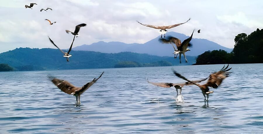 Langkawi: Mangrove Tour with Kilim Geoforest Park & Bat Cave - The monkey stop requires careful food handling