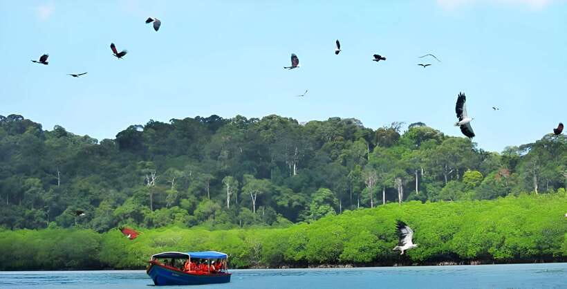 Langkawi: Mangrove Tour with Kilim Geoforest Park & Bat Cave - Eagles, fish, and the question of what happens on the day
