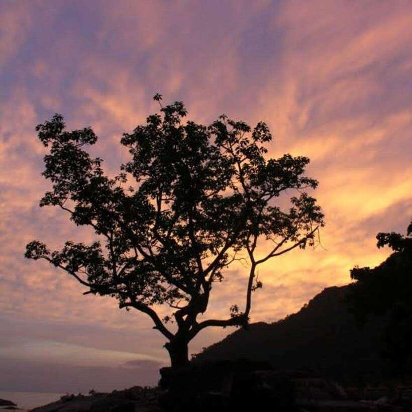 Langkawi: Nighttime Rainforest Tour with Nature Guide - Gunung Raya turns a short tour into two nature outings