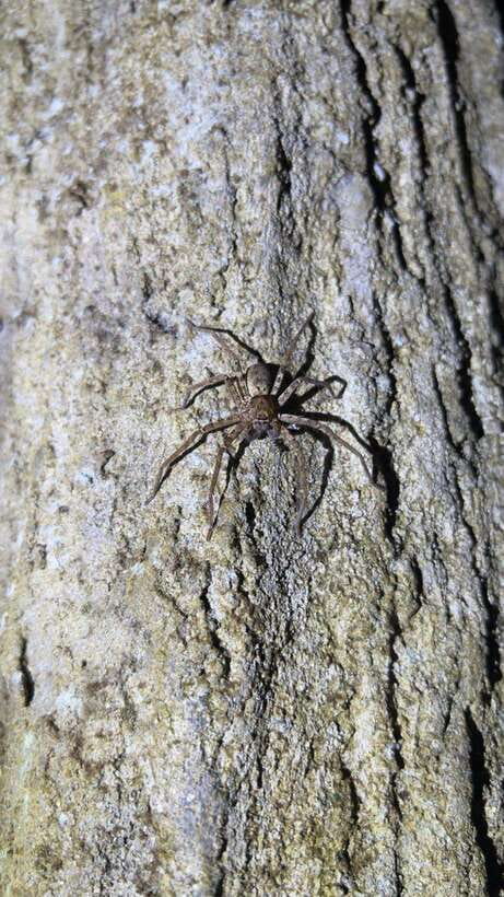 Langkawi: Nighttime Rainforest Tour with Nature Guide - Bird spotting among the Gunung Raya canopy