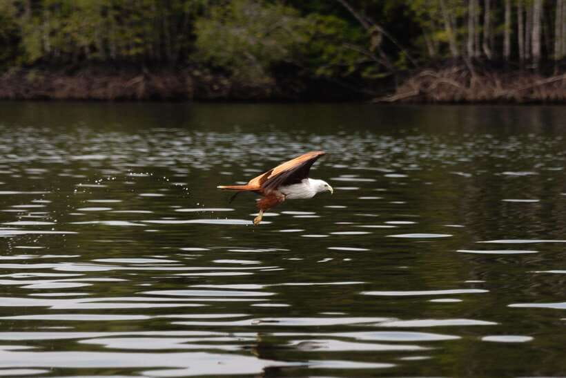 Langkawi Royal Mangrove Tour with Snorkeling Package - Why the mangroves deserve your first three hours