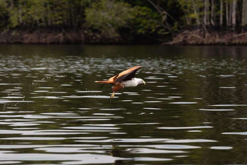 Langkawi Royal Mangrove Tour with Snorkeling Package - Is $119 good value for your group?