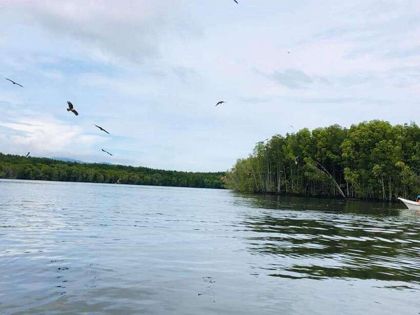 Langkawi: Tanjung Rhu Mangrove Speedboat Tour - Why Tanjung Rhu’s mangroves are worth your morning