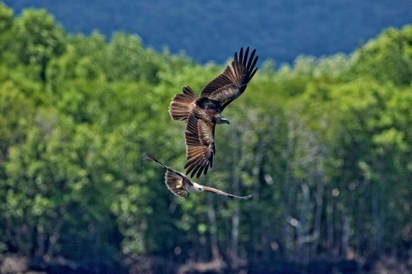 Langkawi: Tanjung Rhu Mangrove Speedboat Tour - Watching sea eagles over the Andaman Sea