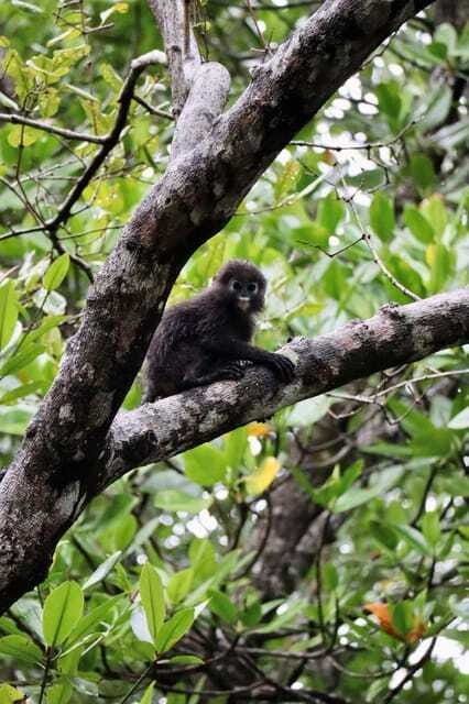 Langkawi: UNESCO Global Geopark Mangrove Cruise - Is the $34 Price Worth It?