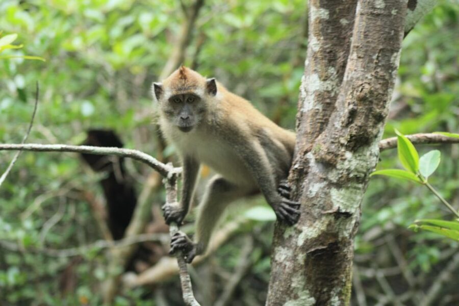 Langkawi: UNESCO Global Geopark Mangrove Cruise - Who Should Book This Trip?