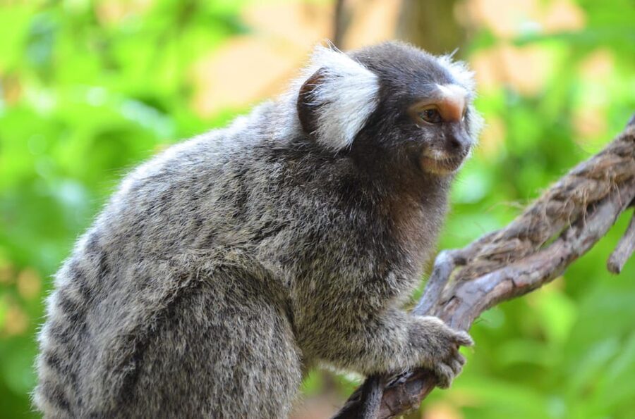 Langkawi: Wildlife Park Admission Ticket - Who will enjoy Langkawi Wildlife Park most?