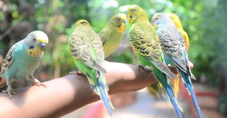 Langkawi: Wildlife Park Admission Ticket - A covered wildlife park built for Langkawi weather