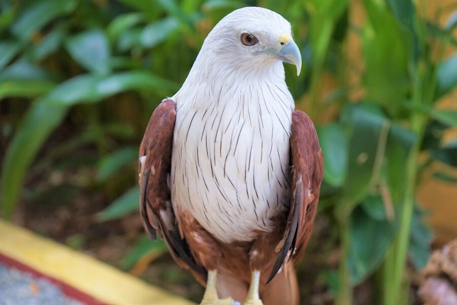 Langkawi: Wildlife Park Admission Ticket - Give the aviary plenty of time
