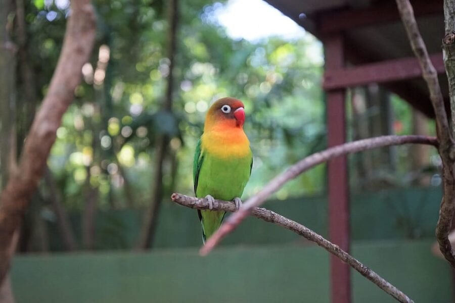 Langkawi: Wildlife Park Admission Ticket - Emus, otters, deer, and crocodiles add variety