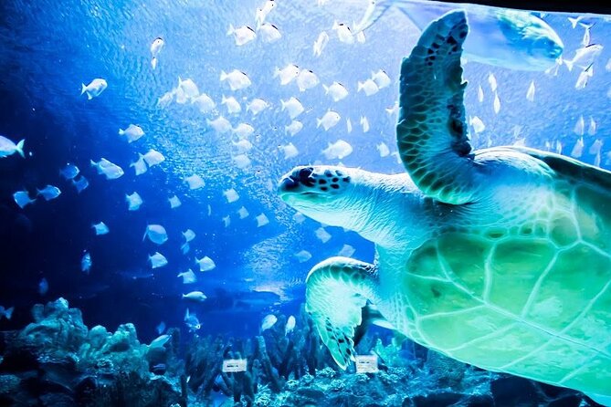 Malaysia: Aquaria KLCC Entry Ticket - The 90-meter tunnel is the main event