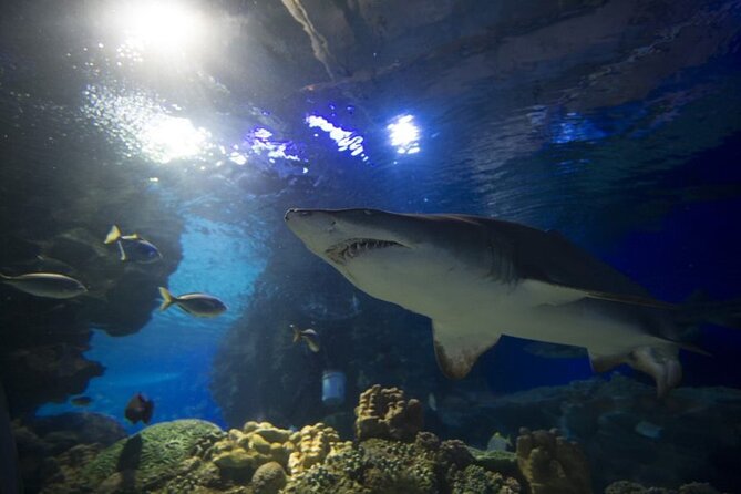 Malaysia: Aquaria KLCC Entry Ticket - The biggest concern is crowding