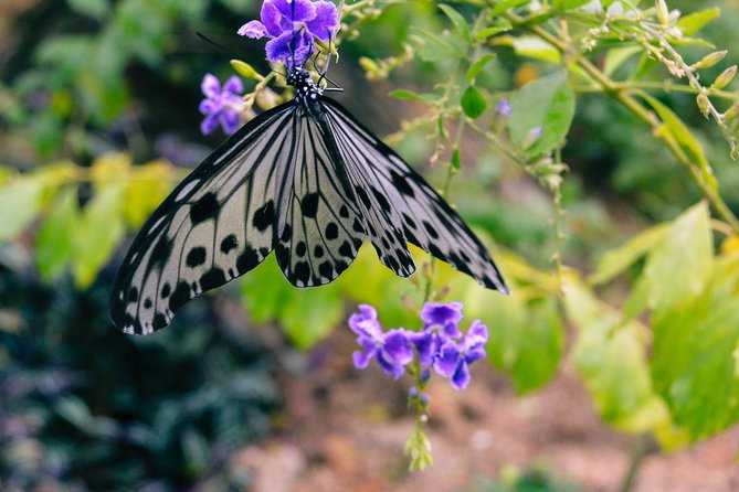 Malaysia: Discover Nature's Wonders with Entopia Entry Ticket - Is the $16.93 admission good value?