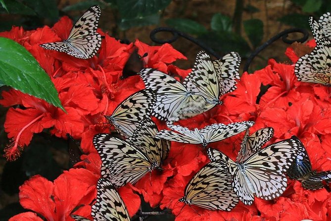 Malaysia: Discover Nature's Wonders with Entopia Entry Ticket - Children, seniors, and practical age rules