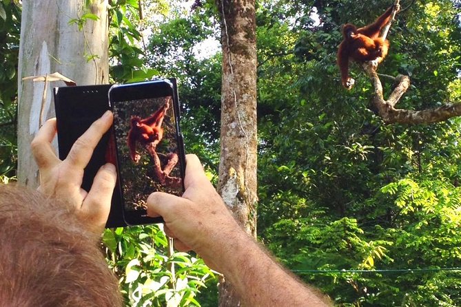Marvellous Creature Orangutan : Sarawak Semenggoh Wildlife Centre Tour - Feeding time is exciting, but not guaranteed