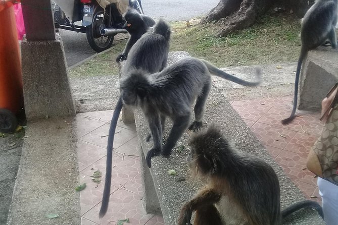 Monkey Hill, Eagle &Firefly Tour+Free Batu Caves Visit.(Per Car) - Melawati Hill and the silvered-leaf monkeys