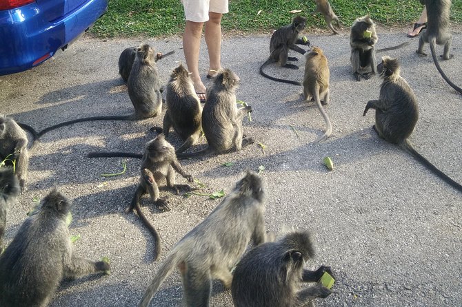 Monkey Hill, Eagle &Firefly Tour+Free Batu Caves Visit.(Per Car) - What the private car adds to the day