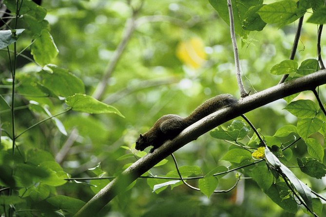 Morning Rainforest Walking from Langkawi - What the 9:00 am start means for your day
