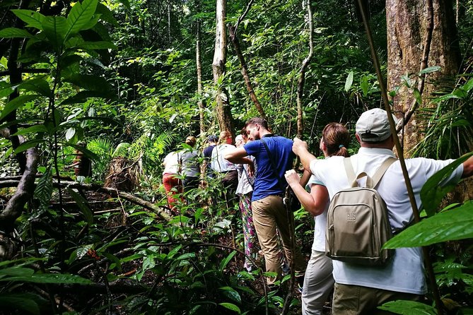 Morning Rainforest Walking from Langkawi - Learning the forest through useful plants