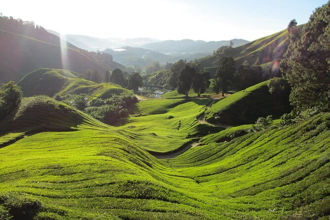 Mossy Forest in Brinchang Tour - Raju Hill Strawberry Farm: pleasant stop or tourist trap?