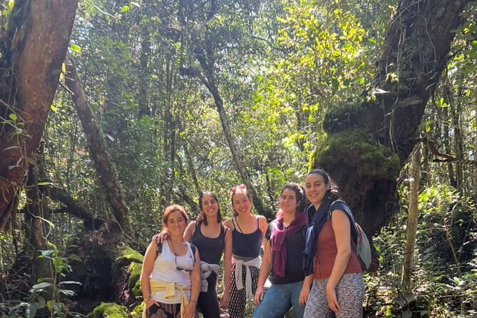 Mossy Forest in Brinchang Tour - Walking among moss-covered trees near Brinchang