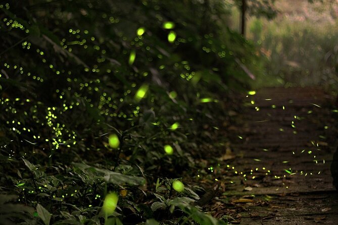 Mystical Nights: Fireflies & Blue Tears Adventure - A 4:00 pm start from Kuala Lumpur