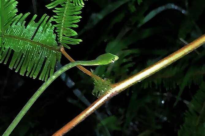 Night Froggy Adventure at Kubah National Park - Key points before you book