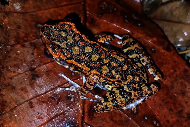 Night Froggy Adventure at Kubah National Park - Why Kubah changes after sunset