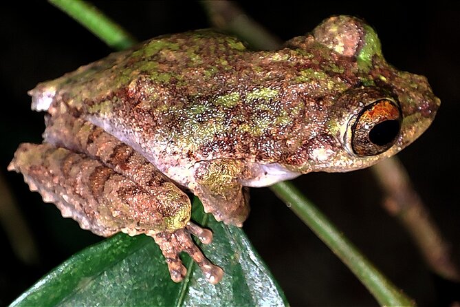 Night Froggy Adventure at Kubah National Park - Frog Pond: the main event