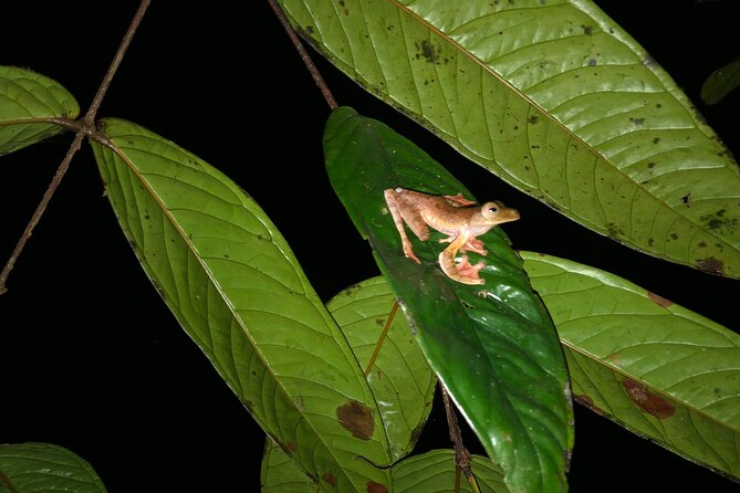 Night Frogs Tour at Kubah National Park - Why Kubah works so well after dark