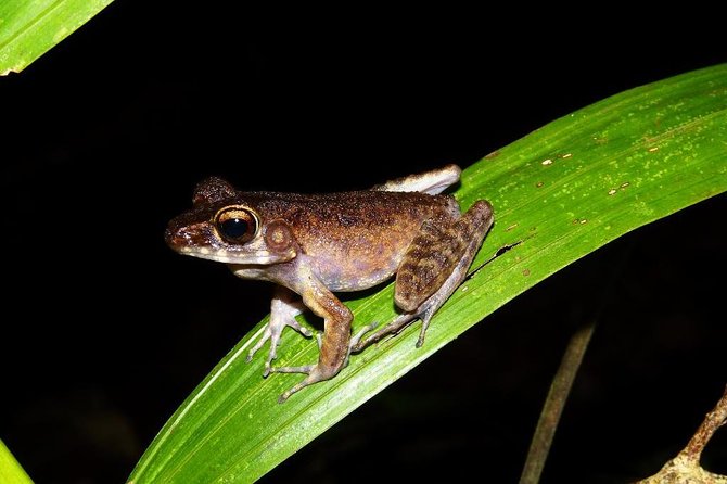 Night Frogs Tour at Kubah National Park - Following streams, ponds, and the pond boardwalk