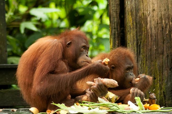 Orang Utan Island and Perak Tong Cave From Kuala Lumpur - The long road to Bukit Merah