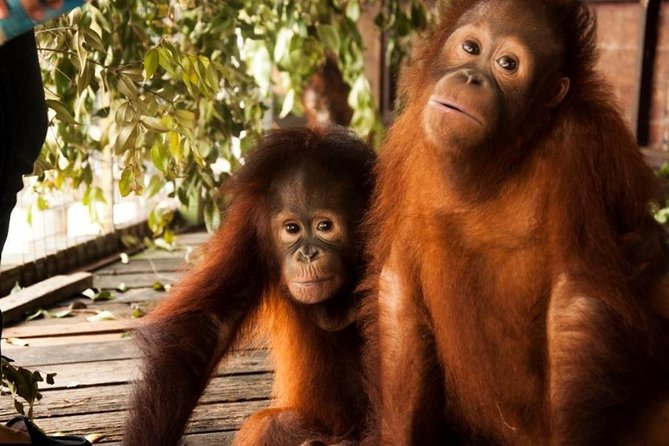 Orang Utan Island and Perak Tong Cave Temple Day Tour from Kuala Lumpur - The early start and the road north from Kuala Lumpur
