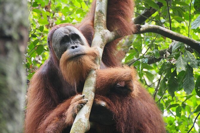 Orang Utan Island and Perak Tong Cave Temple Day Tour from Kuala Lumpur - Private touring, group size, and the real value of $132