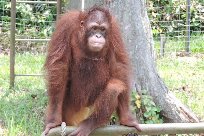 Orang Utan Island and Perak Tong Cave Temple Day Tour from Kuala Lumpur - Who should book this day trip?